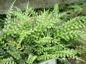 Asplenium prolongatum